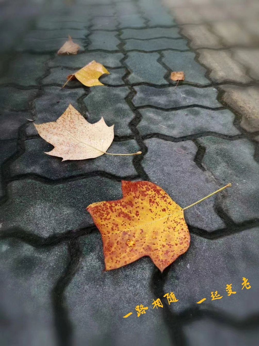 佐井_佐井最后为什么叛变了_佐井和井野怎么在一起的