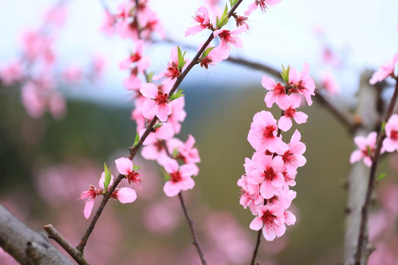日全食日冕_花开日落_日冕花开