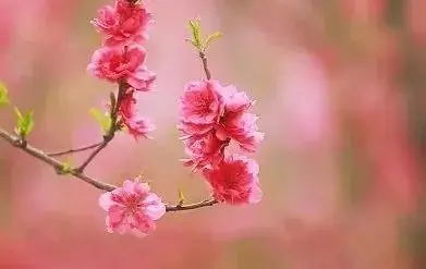 日全食日冕_花开日落_日冕花开