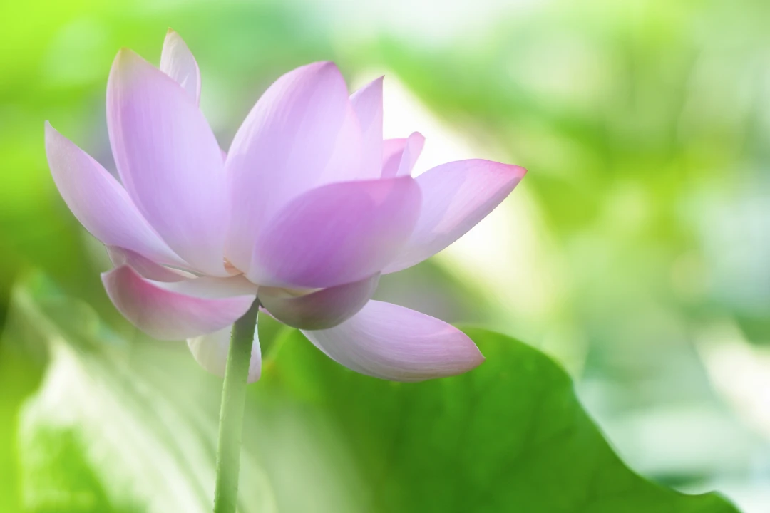 王柳羿_王柳羿_王柳羿