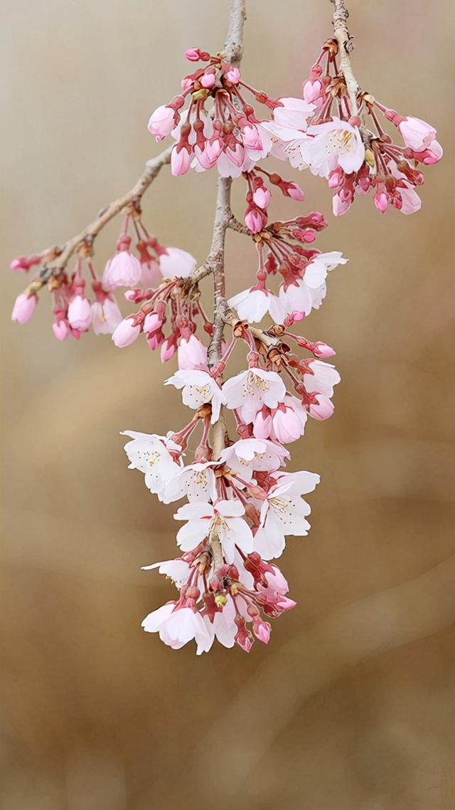 葬花·暗黑桃花源-探秘神秘的暗黑桃花花海，揭秘被遗忘的美丽故事